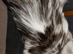-猫腻·猫咖·撸猫馆(星光大道店)