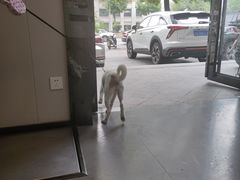 -半岛宠物医院24小时(科华中路店)