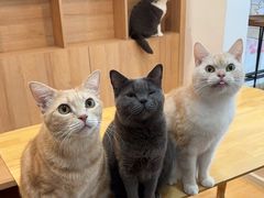 -是阿柴呀！柴犬咖啡·爱喵喵猫咖