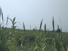 -西京湾花海