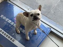 -全心全意连锁动物医院·微创中心·内科急重症·心脏专科(丰管路店)