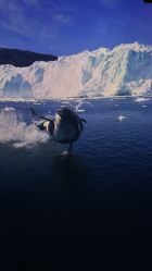 -翱翔飞越地平线