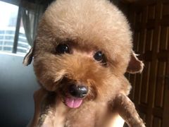 -PETKIT 小佩宠物·低压洗护·美容·寄养(安远店)