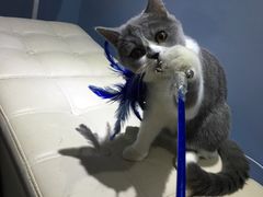 -喵的天空名猫咖啡馆·撸猫·猫舍·用品