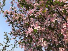 -武汉紫薇都市田园