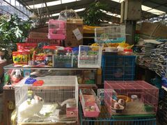 -曲阳花鸟市场(曲阳路店)