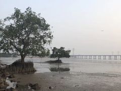 -宝安西湾红树林湿地公园