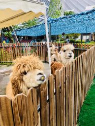 -萌宠亲子动物乐园(槐房万达店)