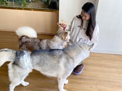 -Husky Go! 哈士奇体验馆·宠物咖啡厅狗咖