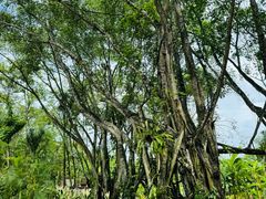 -西双版纳傣族园