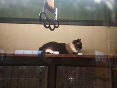 -猫咪博物馆(顶澳仔猫街店)