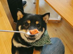 -柴犬小屋·柴餐厅·狗咖食堂(金鼎广场店)