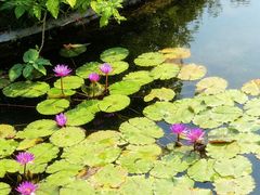 -云溪植物园