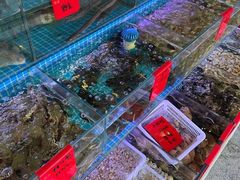 水产区-洲晓鲜·舟山海鲜大排档(朱家尖风景区店)
