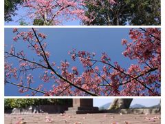 -风云岭森林公园