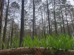 -渌洋湖湿地公园