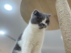 -喵园·猫主题咖啡厅·撸猫·猫咖(国贸店)