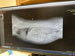 -北京派仕佳德动物医院·超导核磁·CT·神经科·骨科·内外科·急重症管理中心