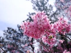 -狐尾山公园