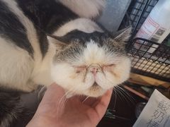 -Cappucimeow猫咪咖啡馆(韦伯时代店)