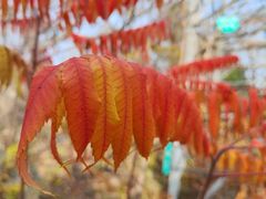 -北京鹫峰国家森林公园