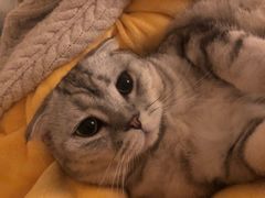 -派特宠物医院(圆融广场店)