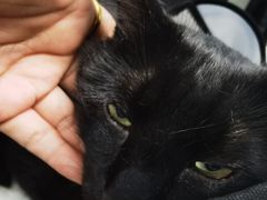 -纳吉亚猫专科动物诊疗中心(蒋宅口分院)