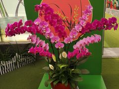 -兰陵国家农业公园