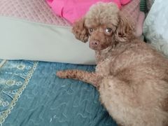 -宠福鑫康馨动物医院·骨科·眼科