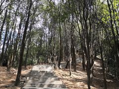 -火炉山森林公园