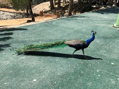 -新疆天山野生动物园