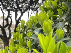 -南山植物园