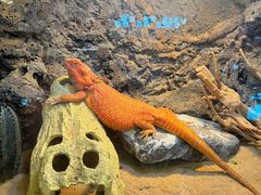 -FAIRYLAND龙族星球主题餐厅(凯丹广场店)