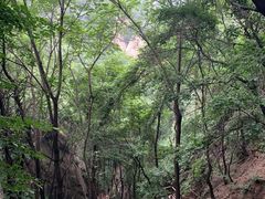 -大岭沟猕猴桃谷风景区