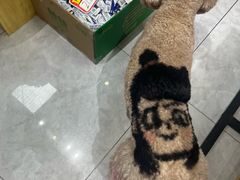 -喜洋洋宠物医院(震川路总店)