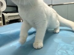 -纳吉亚猫专科动物诊疗中心(蒋宅口分院)