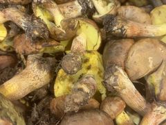 -菌之家·专业纯野生菌火锅·特色炒菌