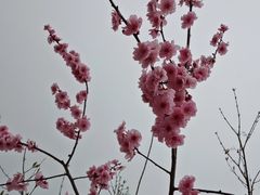 -石塘人家