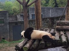 -都江堰中华大熊猫苑