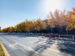 -三里屯东五街银杏大道
