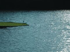 -重庆彩云湖湿地公园