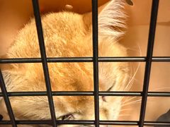 -伟伟宠物医院·CT影像中心·瑞派犬猫综合性门诊(汉口总院)