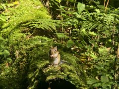 -五营红松林海景区