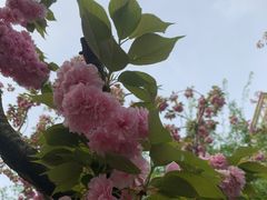 -西北湖绿化广场