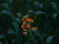 -中国天府农业博览园