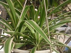 -柴犬高等学院·狗咖·柴犬售卖·宠物训练