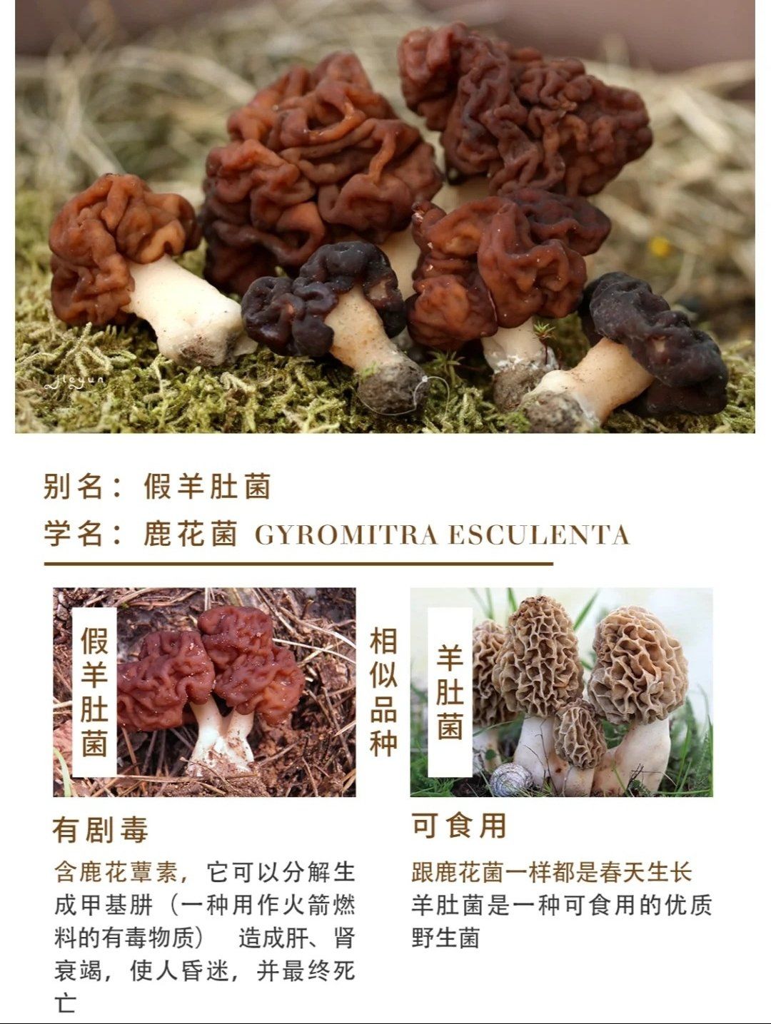 看图识别剧毒野生菌# 鹿花菌