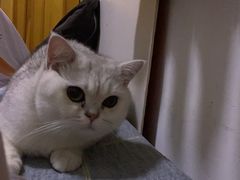 -糯米喵星人总部直营旗舰店·猫舍·幼猫出售