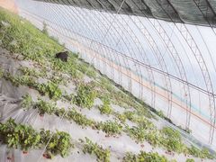-甜心庄园·甜心草莓采摘园(西青中北店)