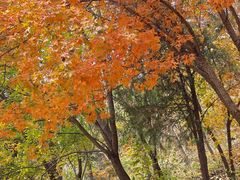 -北京西山国家森林公园